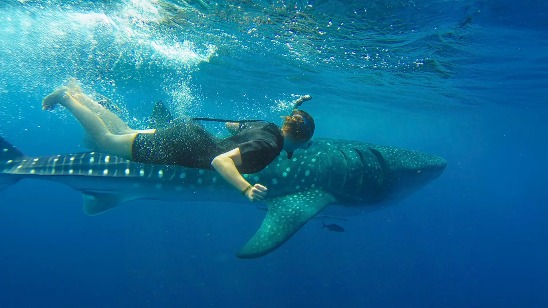 Swimming with Whale Sharks