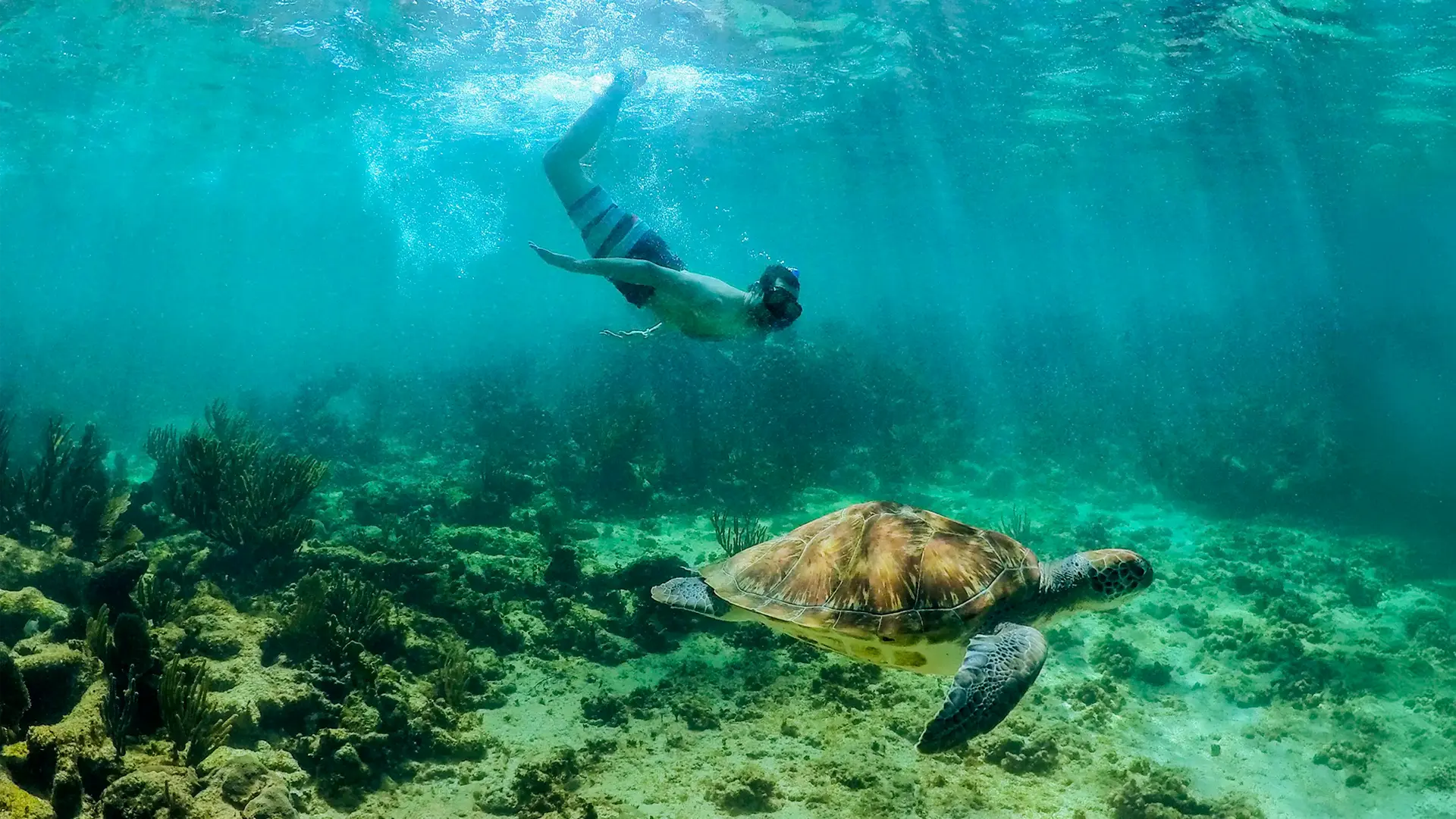 Snorkel en Akumal y Tour a Cenote